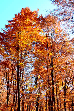 Autumn forest with yellow leaves and blue sky in the background.の写真素材
