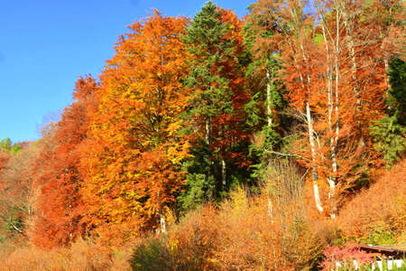 Autumn in the swiss alps (Schweiz)の写真素材