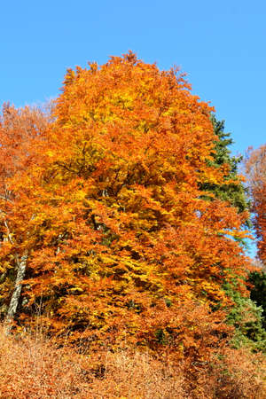 Autumn leaves on the trees in the park against the blue skyの写真素材