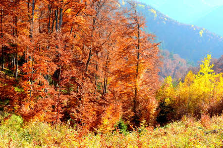 Autumn forest in the mountains. Colorful forest in autumn.の写真素材