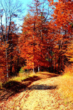Autumn forest in the mountains. Road in the autumn forest.の写真素材