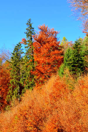 Autumn landscape in the forests of Vitosha Mountain, Sofia City Region, Bulgariaの写真素材