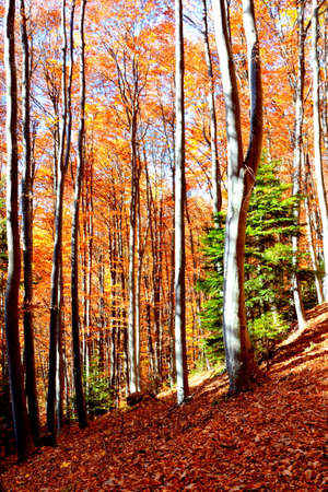 Autumn forest in the mountains. Beauty in nature. Landscape photography.の写真素材