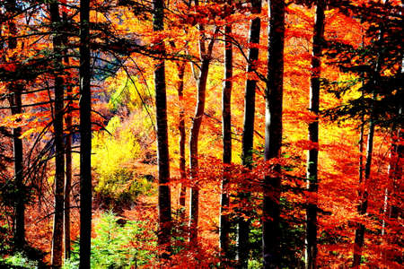 Autumn forest in the mountains. Colorful forest in autumn.の写真素材
