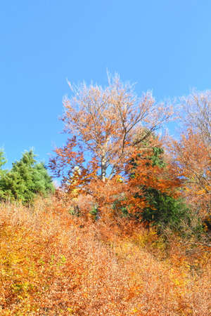 Autumn landscape with colorful trees and blue sky in sunny day.の写真素材