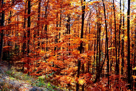 Autumn in the forest. Autumn forest. Beautiful autumn forest.の写真素材