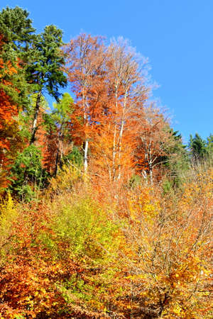 Colorful autumn trees in the forest on a clear sunny day.の写真素材