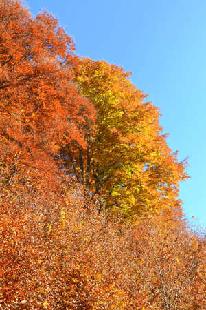 Trees in autumn colors against the blue sky in the forest.の写真素材