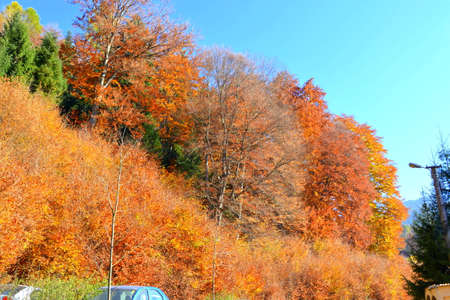 Autumn leaves in the mountains of the Republic of Abkhaziaの写真素材