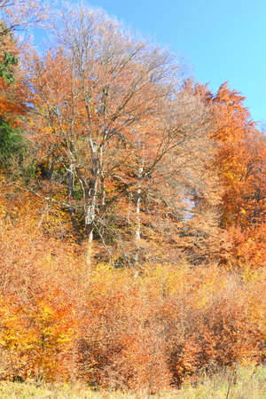 Autumn landscape with trees and colorful leaves on a sunny day.の写真素材