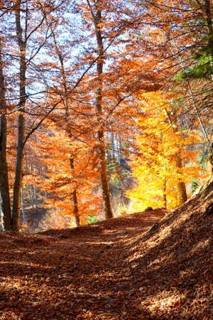Autumn forest with colorful trees and fallen leaves in a sunny dayの写真素材
