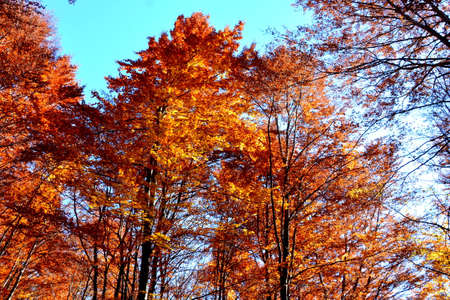 Trees in autumn colors against the blue sky in the forest.の写真素材