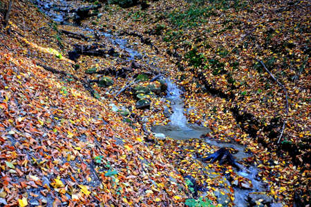 Autumn landscape with a stream and fallen leaves in the forest.の写真素材