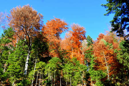 Autumn forest in the mountains. Colorful trees and blue sky.の写真素材