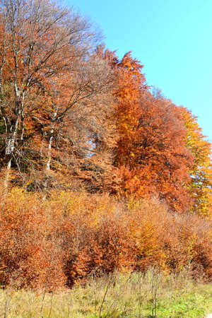 Autumn landscape of Vitosha Mountain, Sofia City Region, Bulgariaの写真素材
