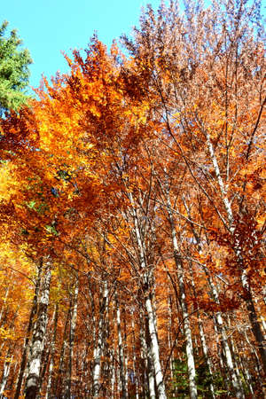 colorful forest in autumn, photo as a background, digital imageの写真素材