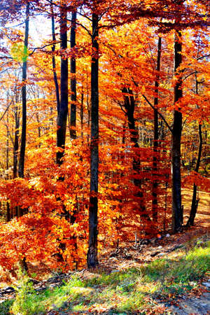 Autumn forest in sunny day. Beautiful nature scene with colorful leaves.の写真素材