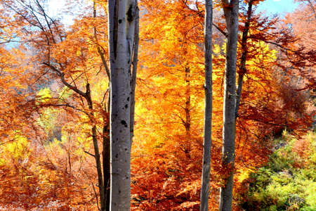 Autumn forest in the Pyrenees, Huesca, Aragon, Spain.の写真素材