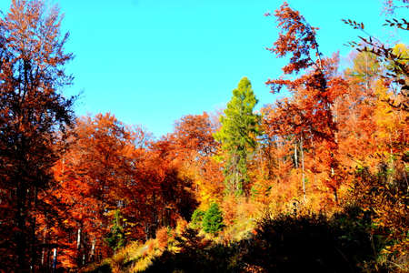 Autumn forest in the mountains on a sunny day. Colorful foliageの写真素材