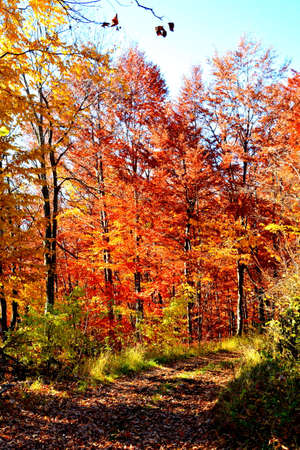 Autumn forest with yellow, red and orange leaves in sunny dayの写真素材