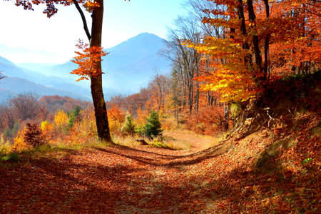 Autumn forest in the mountains. Beautiful nature landscape with colorful forest.の写真素材