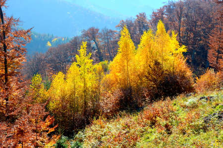 Autumnal forest on the slopes of the Carpathian Mountainsの写真素材