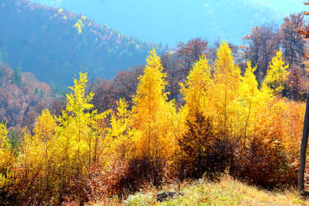 Autumnal forest on the slopes of the Carpathian Mountainsの写真素材