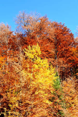 Trees in autumn colors on the slopes of the Alpstein mountain range and in the Rhine valley (Rheintal) - Canton of St. Gallen, Switzerlandの写真素材