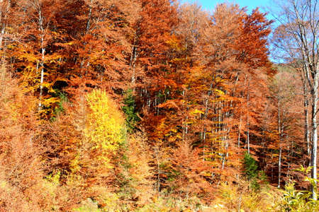 Autumn colors in the forests of the Alpstein mountain range and in the Rhine valley (Rheintal) - Canton of St. Gallen, Switzerlandの写真素材