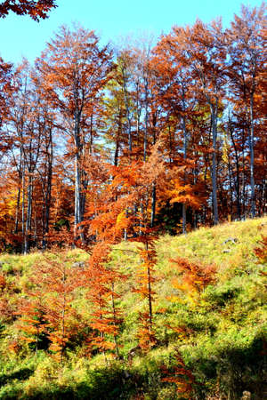 Autumn forest on a hillside in the Pyrenees, Franceの写真素材