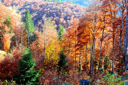 Autumn forest in the mountains. Colorful forest in autumn.の写真素材