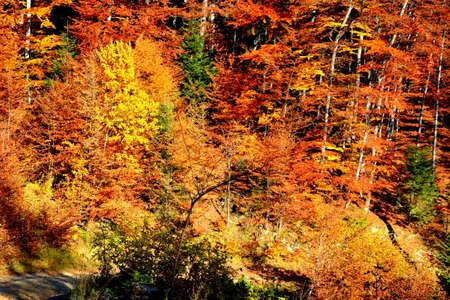 Autumn forest in the mountains. Beautiful landscape with colorful forest.の写真素材