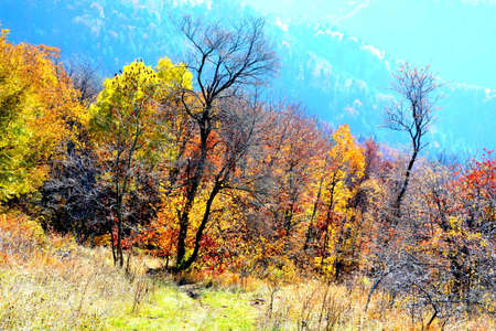 Autumn landscape in the mountains. Colorful foliage in the mountains.の写真素材