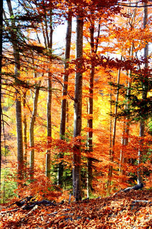 Autumn forest in the mountains in sunny day. Colorful trees in autumnの写真素材