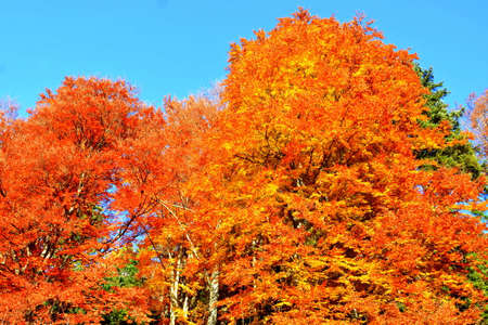 Colorful autumn leaves on the trees in the park. Autumn background.の写真素材
