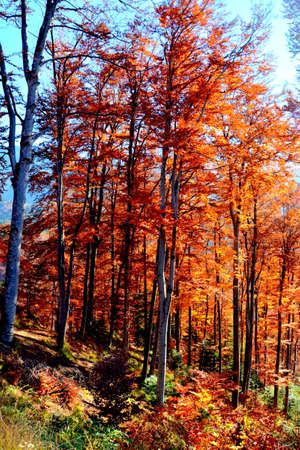 Autumn forest in Pyrenees, Huesca, Aragon, Spain.の写真素材