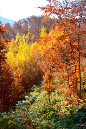 Autumn forest in the mountains. Colorful foliage in the mountains.の写真素材