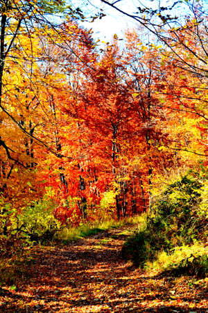 Autumn forest on a sunny day. Colorful foliage in the forest.の写真素材