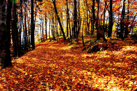 Autumn in the forest. Autumn in the forest. Beautiful autumn landscape.の写真素材