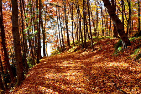Autumn forest in the mountains. Autumn leaves on the ground.の写真素材