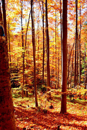 Autumn in the forest. Autumn trees in the forest. Autumn forest.の写真素材