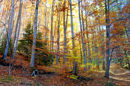 Autumn forest in the mountains. Landscape of the autumn forest.の写真素材