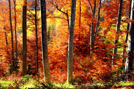 Autumn forest in the Pyrenees, Occitanie in south of Franceの写真素材