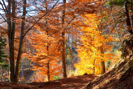 Autumn forest in the mountains. Colorful trees in autumn.の写真素材