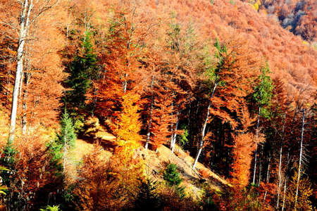 Autumn forest in the mountains. Colorful trees in the autumn forest.の写真素材