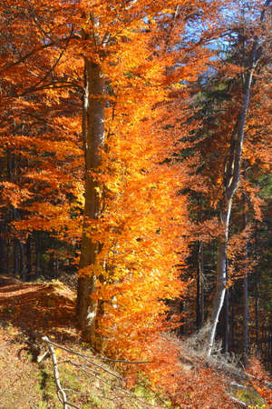 Autumn forest in the mountains. Colorful leaves on the trees.の写真素材