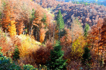 Autumn forest in the mountains. Landscape with autumn trees.の写真素材