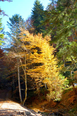 Autumn in the Ordesa and Monte Perdido National Park, Spainの写真素材