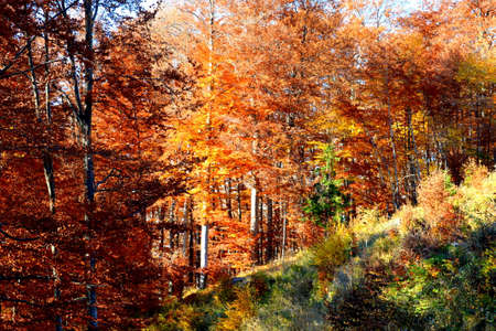 Autumn forest on a sunny day. Colorful foliage in the forest.の写真素材