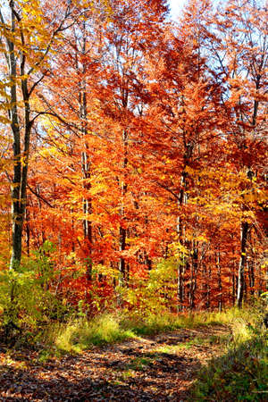 Autumn in the forest. Beautiful autumn landscape with colorful trees.の写真素材